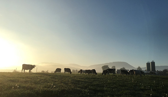 Landwirtschaft